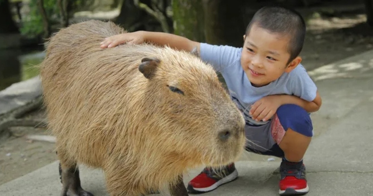 長崎バイオパークで子どもが動物とふれあう様子