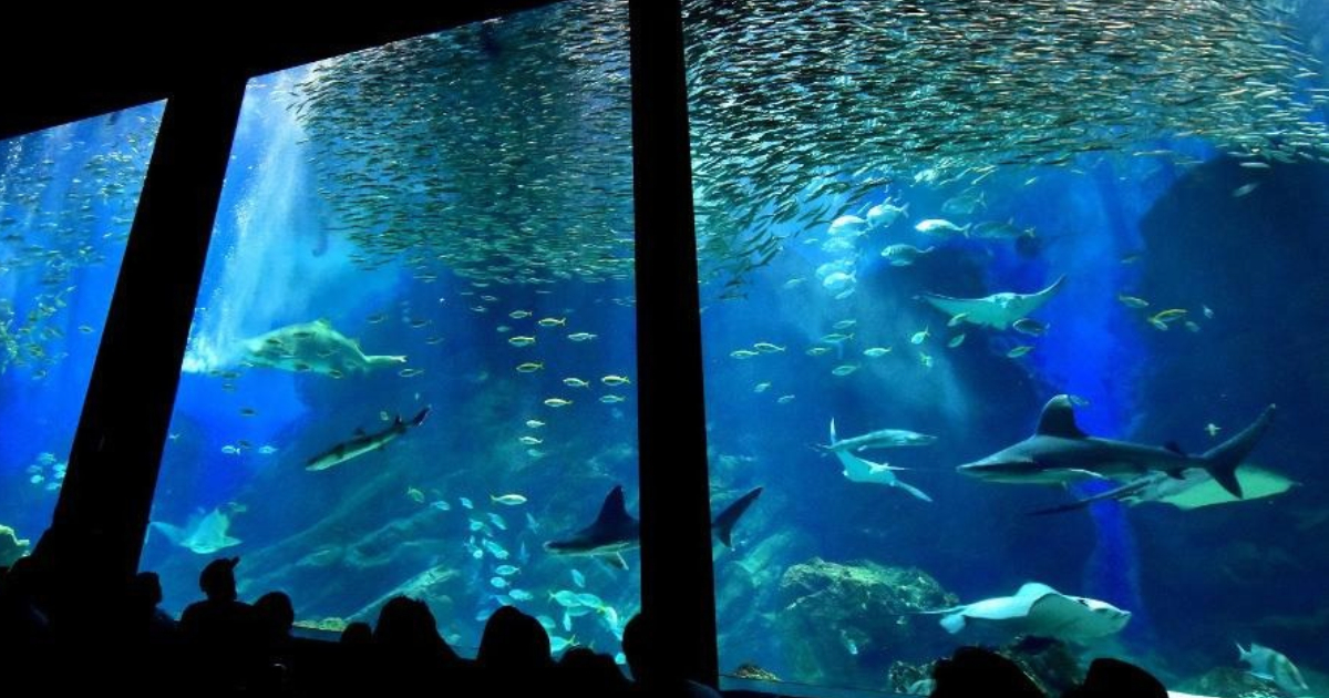 マリンワールド海の中道の大水槽の前で楽しむ親子