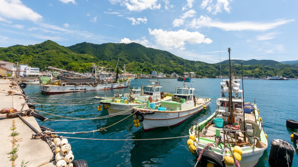 千葉の漁港で水揚げされる新鮮な伊勢海老や地魚の様子