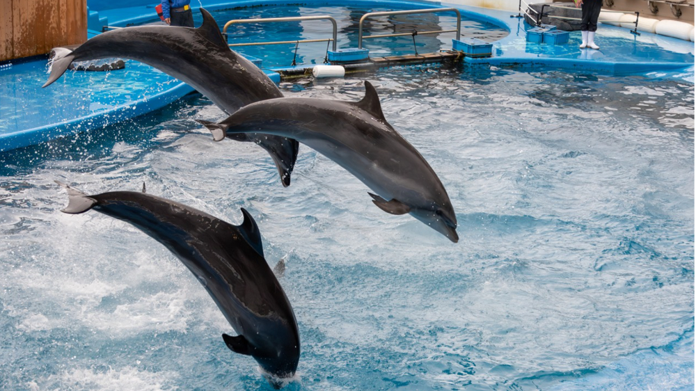 名古屋港水族館で華麗にジャンプするイルカたちのパフォーマンスショー
