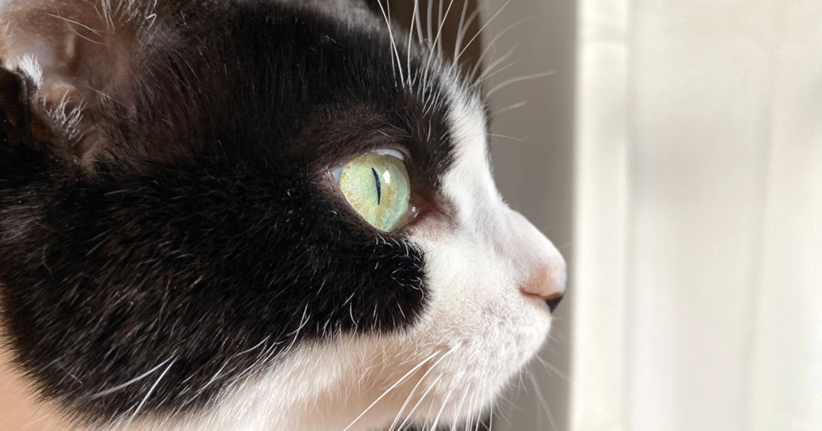 東海の猫のいる宿で家族が猫と触れ合っている様子
